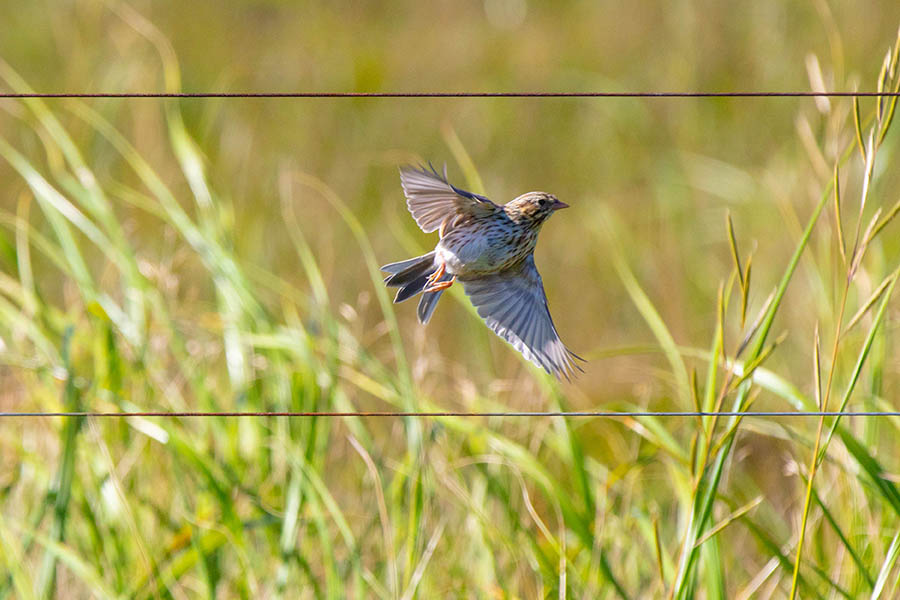  A small brown and white bird flies past a simple fence.