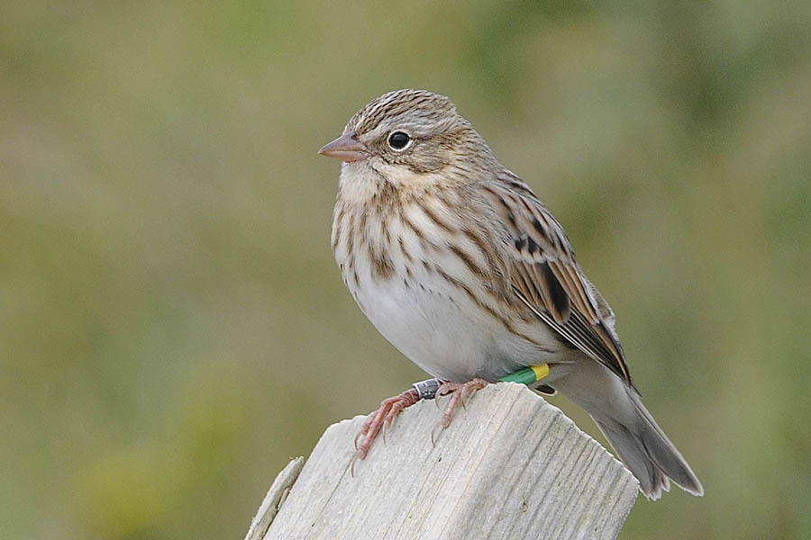 A small brown and white bird with a grey stripe over the eye, wearing yellow, green, and silver leg bands.