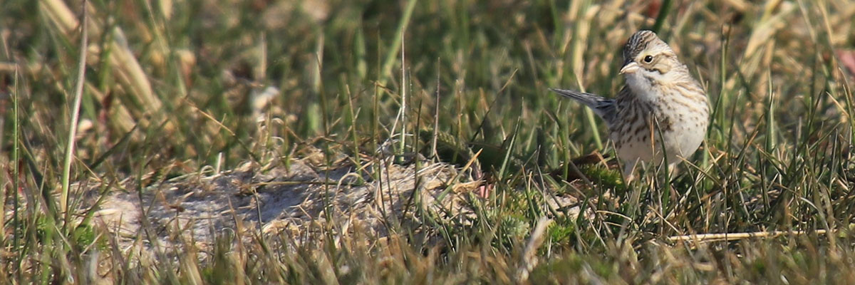 A small brown and white bird stands in the grass next to a pile of dried grass on the ground.