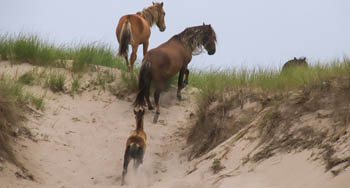 Horses run up a sand dune.