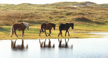 Horses walk next to a pond.