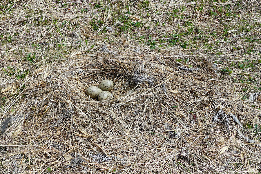 A large nest formed out of dried marram grass in the grasslands.