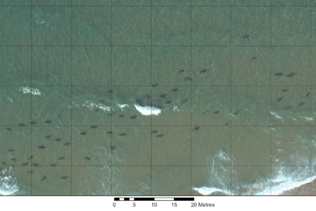 An aerial photo of seals with a grid overlay.