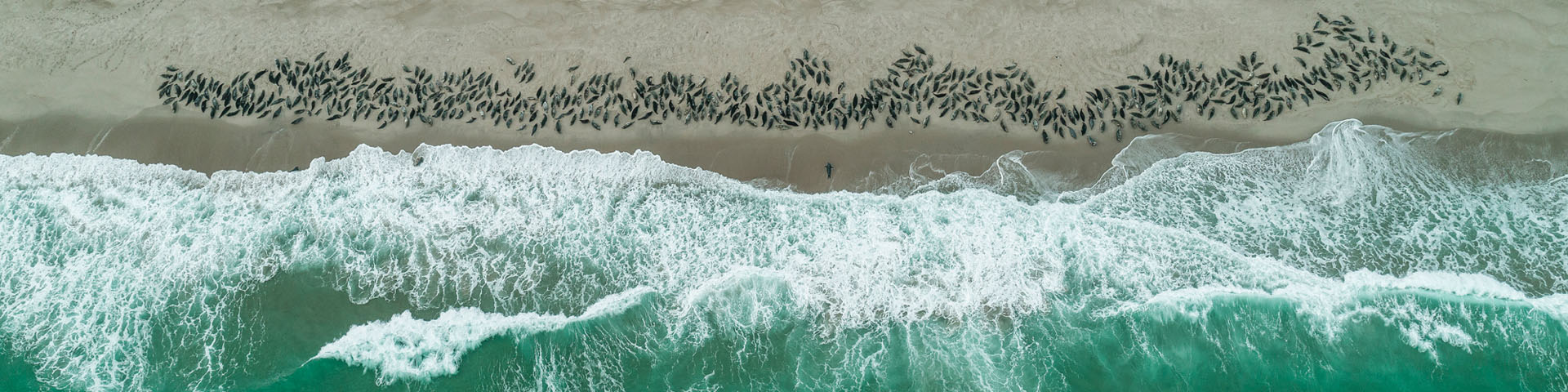  An aerial photo showing hundreds of seals gathered on the sandy beach as waves crash on the shore next to them.