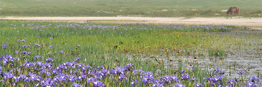 A horse stands on the sand with a freshwater pond and purple wildflowers in the foreground. 