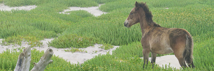 Sable Island National Park Reserve.