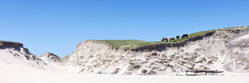 Les chevaux sur les dunes de la réserve du parc national de l'île de Sable.