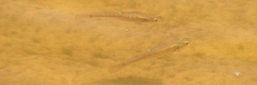 Fish at Sable Island National Park Reserve. 