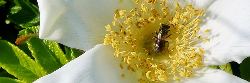 Sable Island Sweat Bee pollinates a white and yellow flower. 