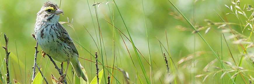 A white Ipswich sparrow, with brown and black markings and green feathers near the eyes, is perched on a branch with greenery in the background.