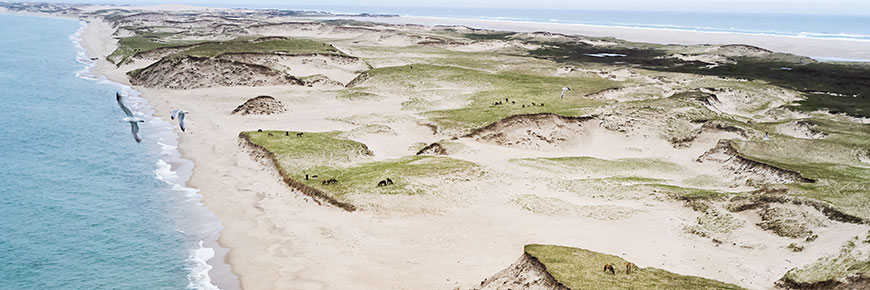 Vue aérienne de l’île de Sable montrant l’ammophile, les dunes et le littoral.