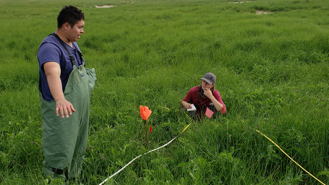 Two people working in a green field.