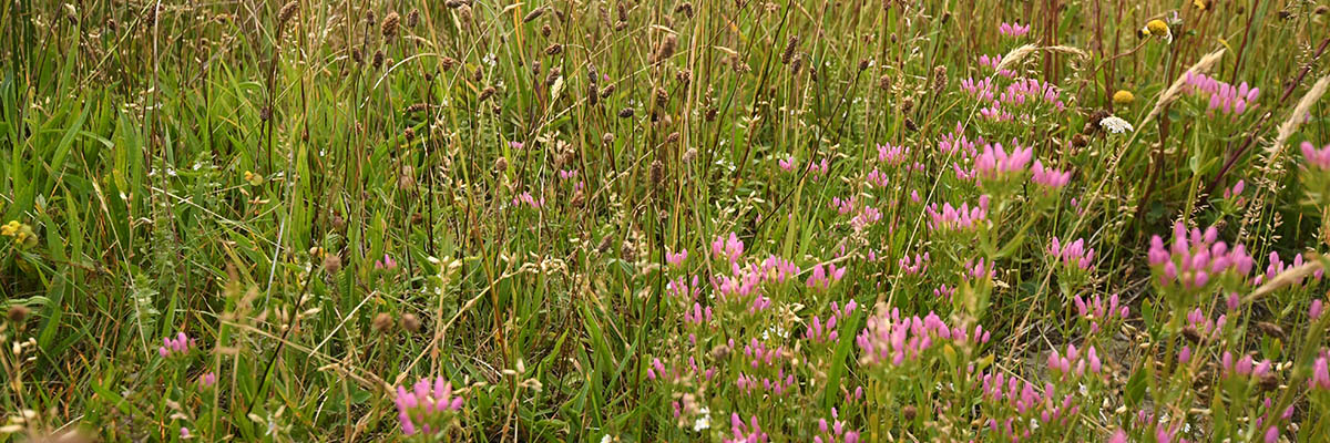 Miscellaneous vegetation including pink heath flowers, green marram grass, and dried stems.