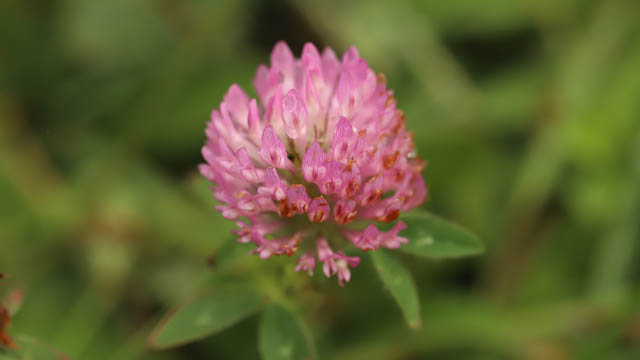 A pink flower in a green field.