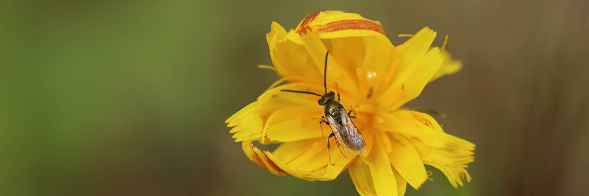 Small bee on a yellow flower.