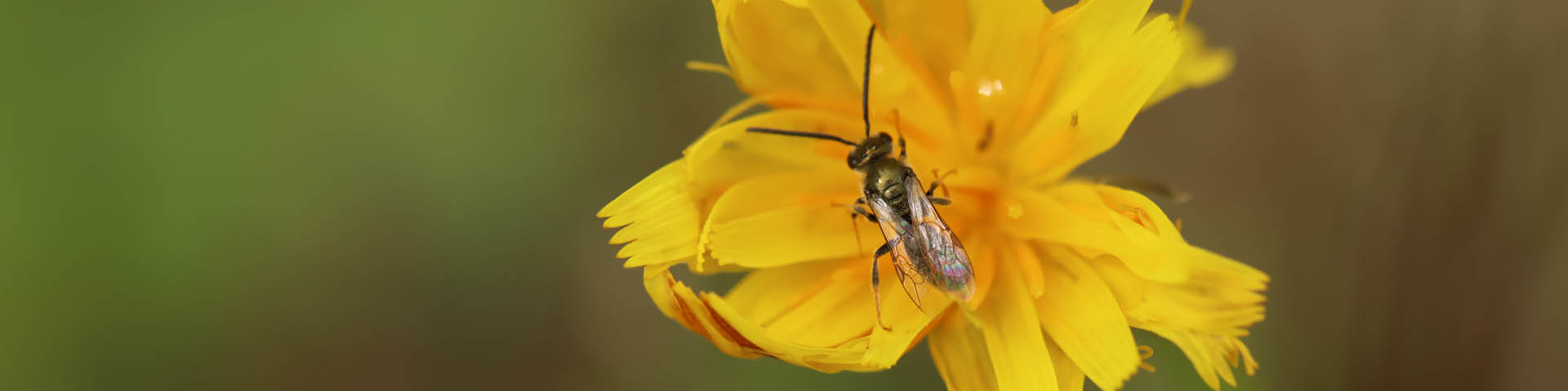 Sable Island Sweat Bee on a flower.