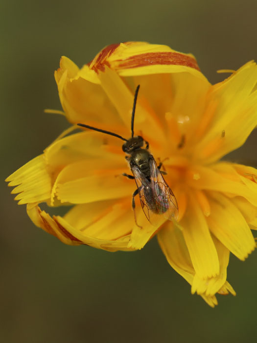 Sable Island Sweat Bee - Sable Island National Park Reserve