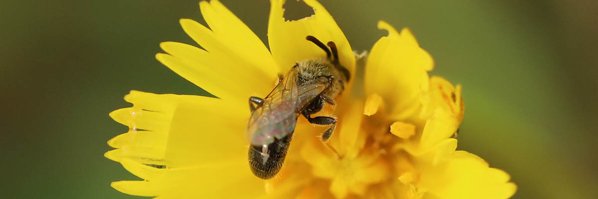 A small bee on a yellow flower.