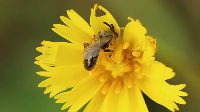 A small bee on a yellow flower.