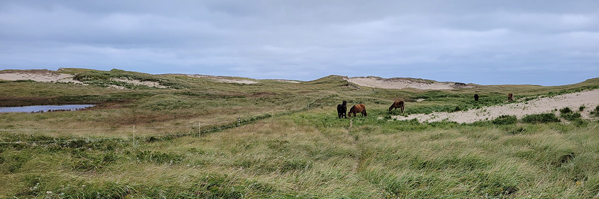 Horses eating grass on a sand dune.