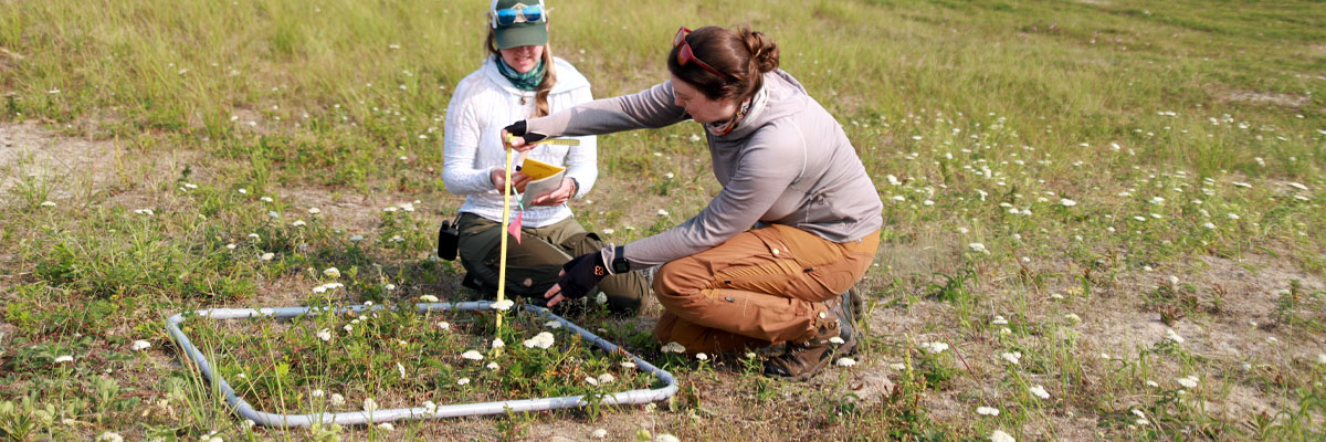 Un bruant d'Ipswich est assis sur une clôture qui délimite une zone.