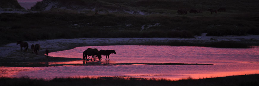 Réserve de parc national de l'Île-de-Sable. 