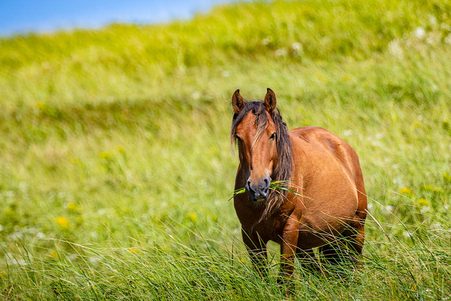 Un cheval brun broutant de l'herbe.