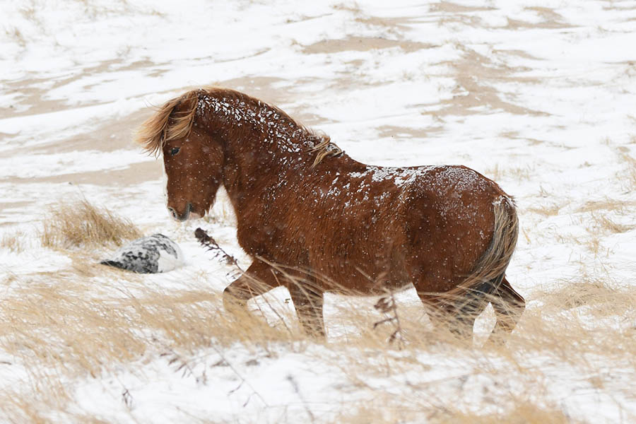 Un cheval brun ébouriffé avec de la neige sur le dos et de la neige sur l'herbe brune.
