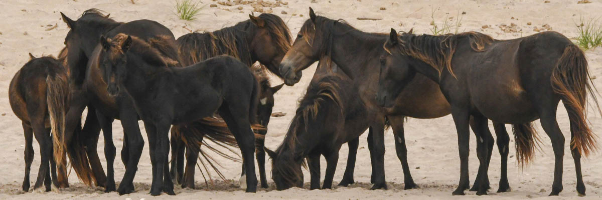 A group of black horses gather around a watering hole in the sand.
