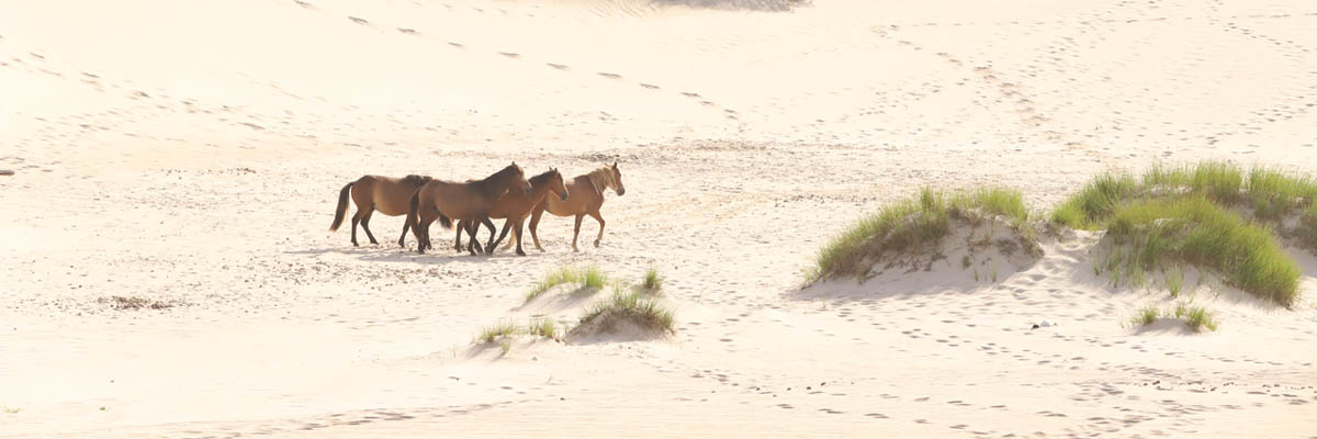  Quatre chevaux de couleur marron traversent le sable.