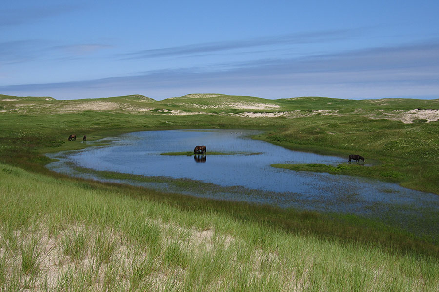 A horse drinking from the centre of the pond.