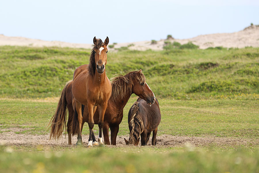 Three horses take turns drinking from a water hole in the sand.