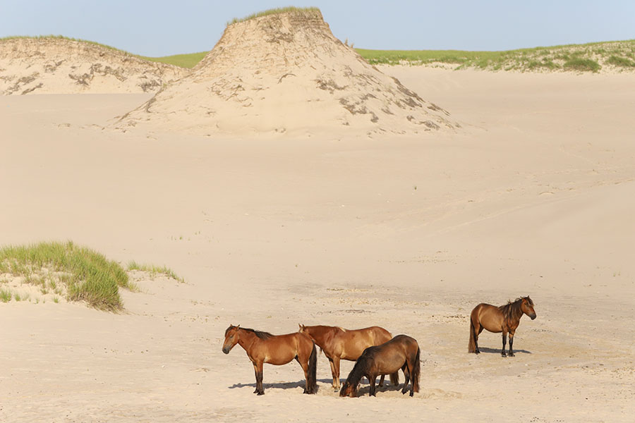 A group of horses take turns drinking from a water hole dug in the sand.