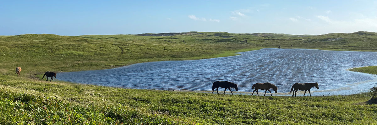 Five horses following each other next to the edge of the pond.