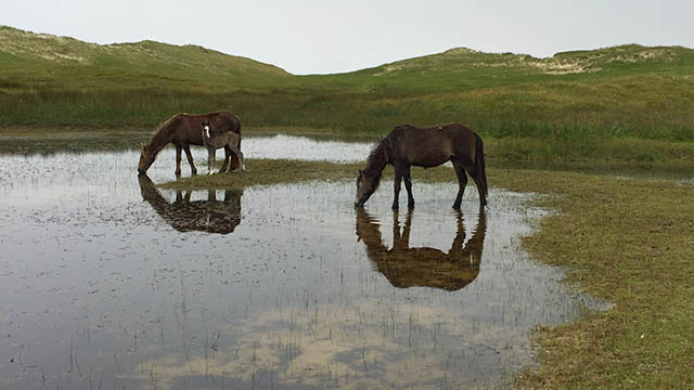 Chevaux s'abreuvant dans un étang d'eau douce sur l'île de Sable.