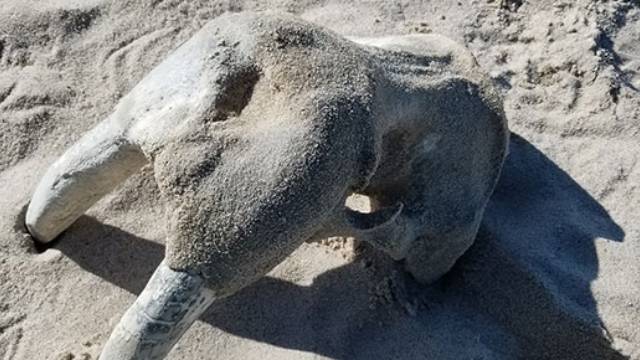 Walrus skull and tusks.