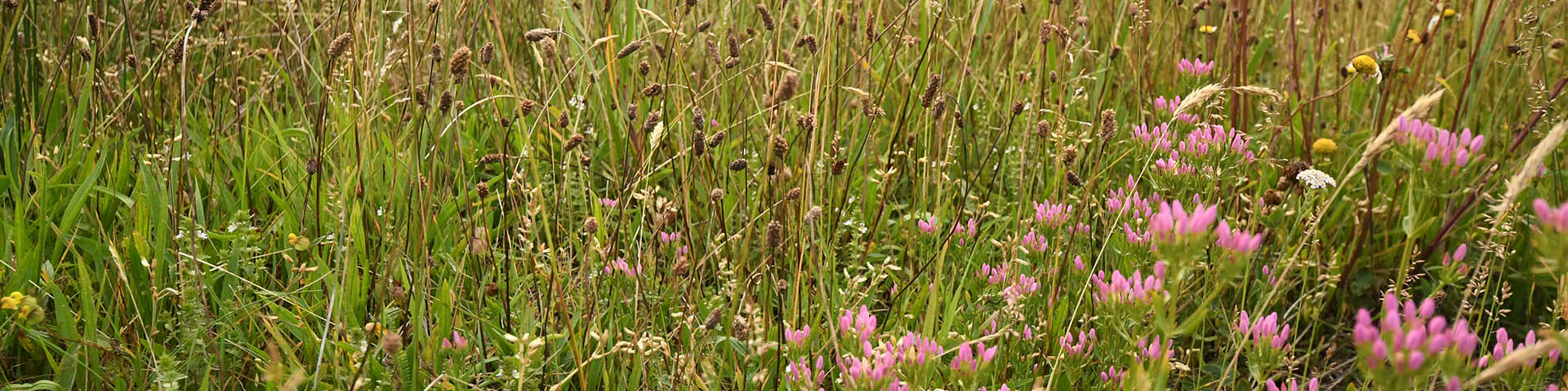 Miscellaneous vegetation including pink heath flowers, green marram grass, and dried stems.