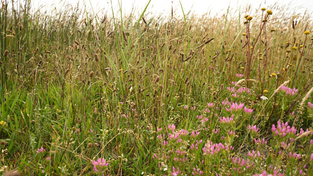 Miscellaneous vegetation including pink heath flowers, green marram grass, and dried stems.