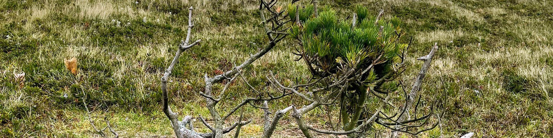 Un pin sylvestre très rabougri sur l'île de Sable.