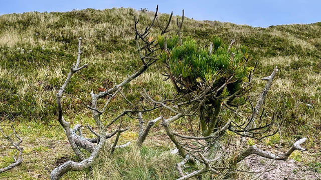 A very stunted Scots pine on Sable Island.