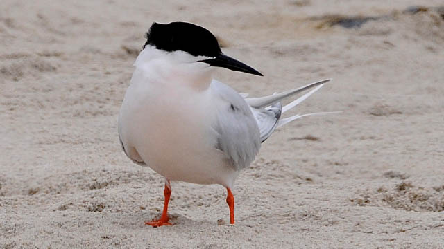 Roseate Tern.