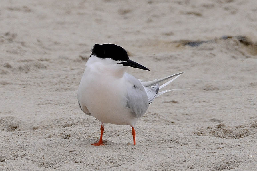 Un oiseau sur le sable
