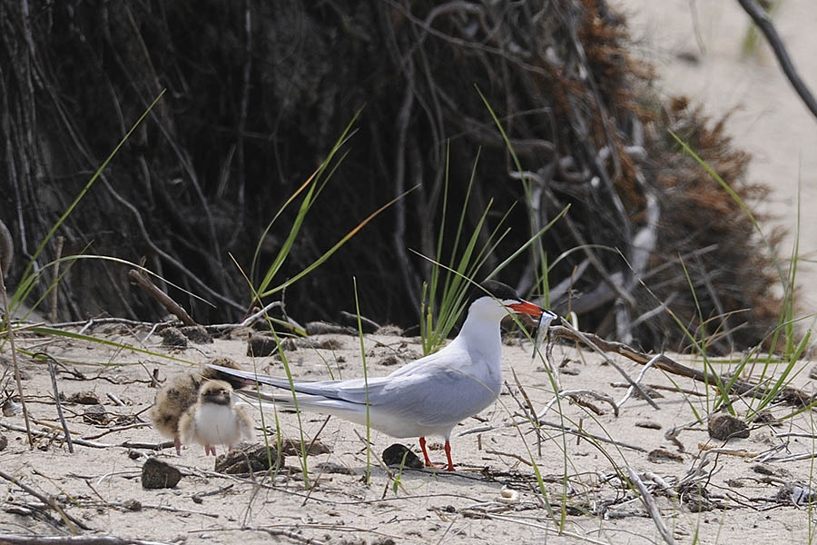 Un oiseau adulte tenant un poisson à côté de deux petits oisillons bruns et duveteux avec des poitrines blanches.