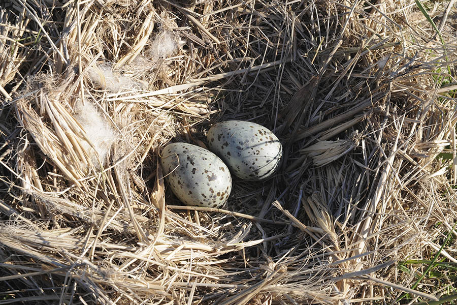 Deux œufs tachetés à l'intérieur d'un nid fait d’herbe sèche.