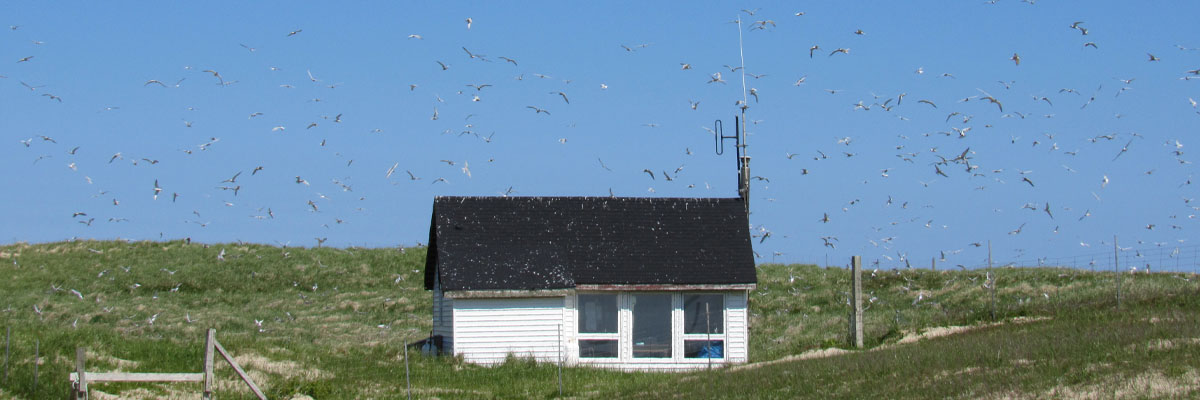 Un grand groupe de centaines d'oiseaux dans les airs au-dessus d'un petit bâtiment.