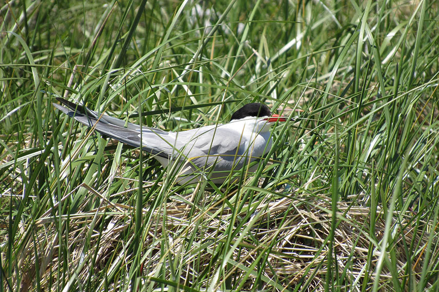 Un oiseau debout dans de l'herbe verte fraîche.