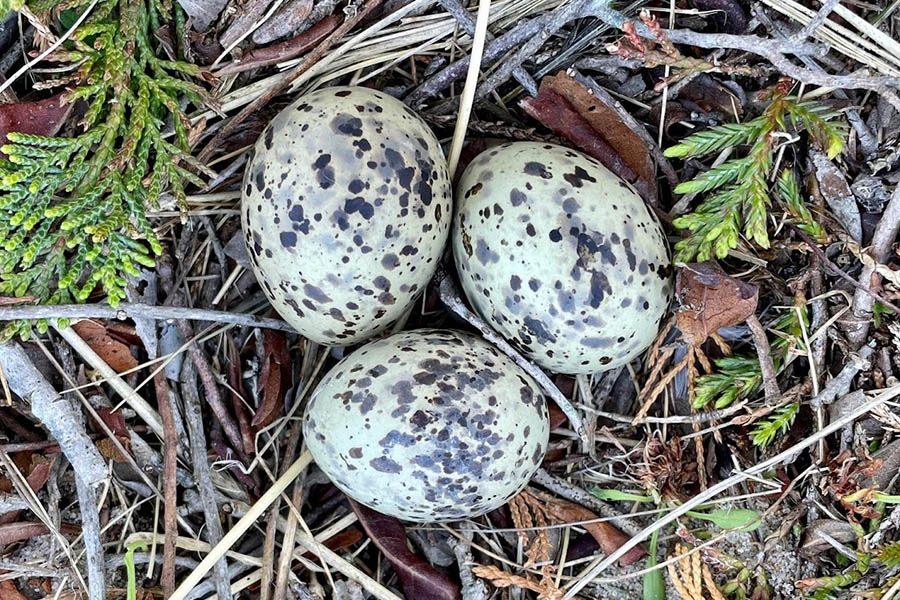 A nest built with leaves and greenery.