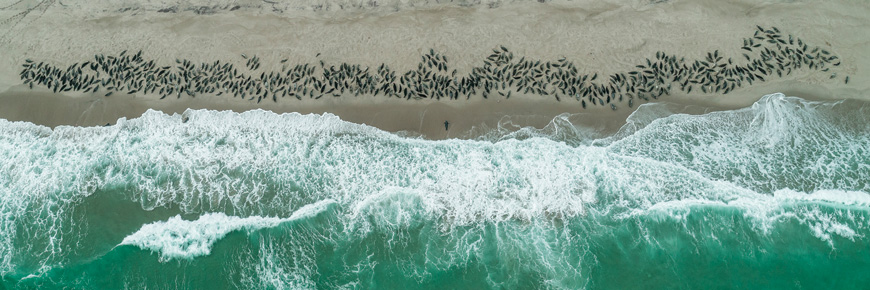  An aerial photo showing hundreds of seals gathered on the sandy beach as waves crash on the shore next to them.