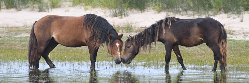 Two horses drinking from a pond