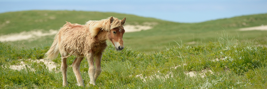 Horse on a grassy sand dune
